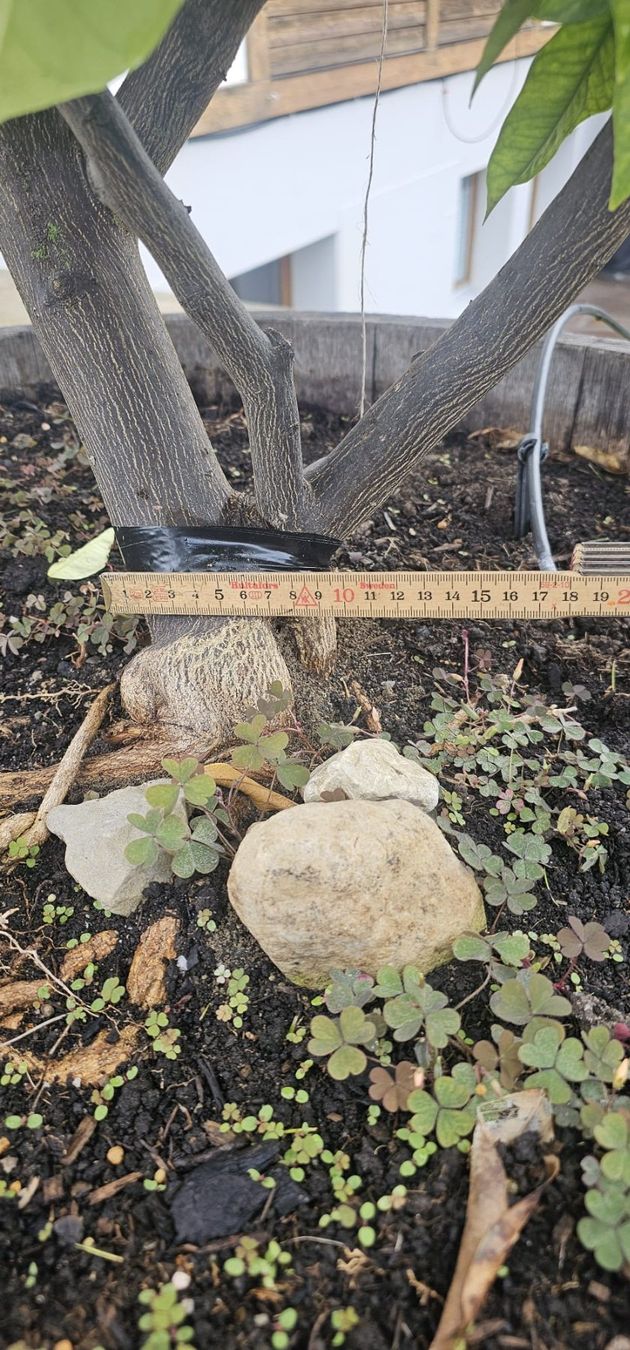 Plantes & graines: Orangenbaum inklusive Eichenfass – D'occasion à Oeschgen par pony77 1