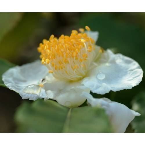 Piante & sementi: Théier / Camellia sinensis   PLANT – Nuovo (secondo la descrizione) da Bremblens venduto da FIBONACCI369 3