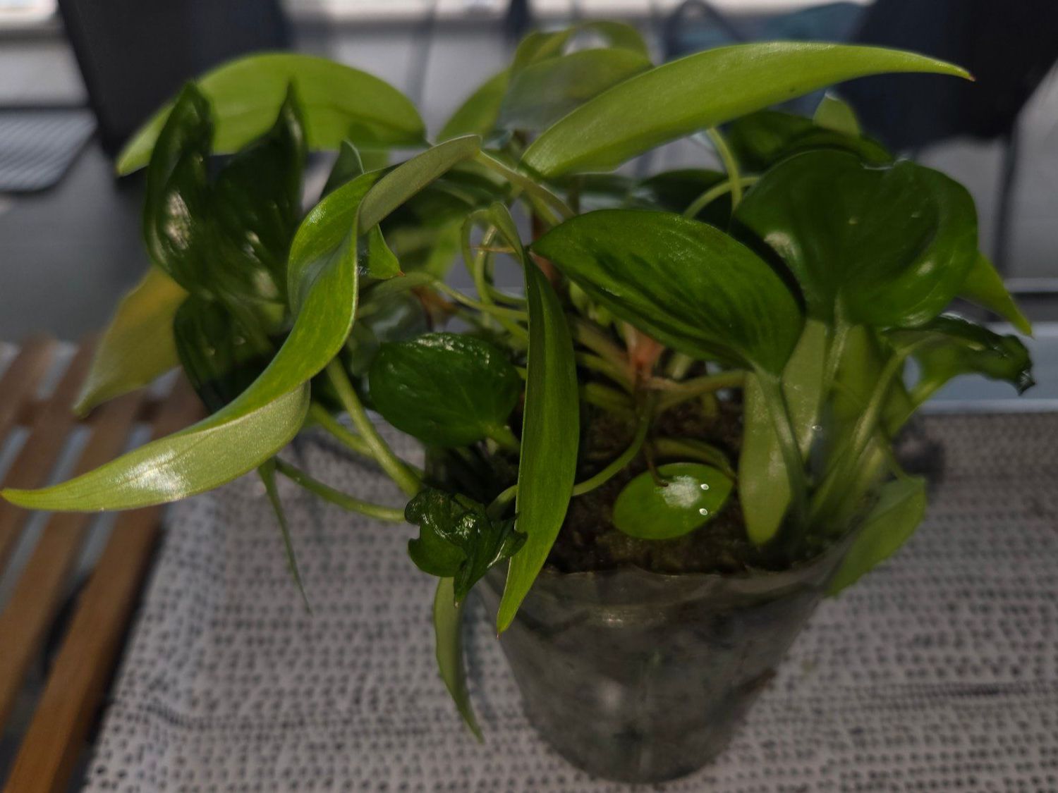 Piante & sementi: ** Mix Philodendron et Epipremnum ** – Usato da Broc venduto da omegadlocks 2