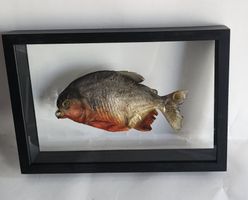 Taxidermy Red Belly Predator Piranha im Glasholzrahmen, Neu