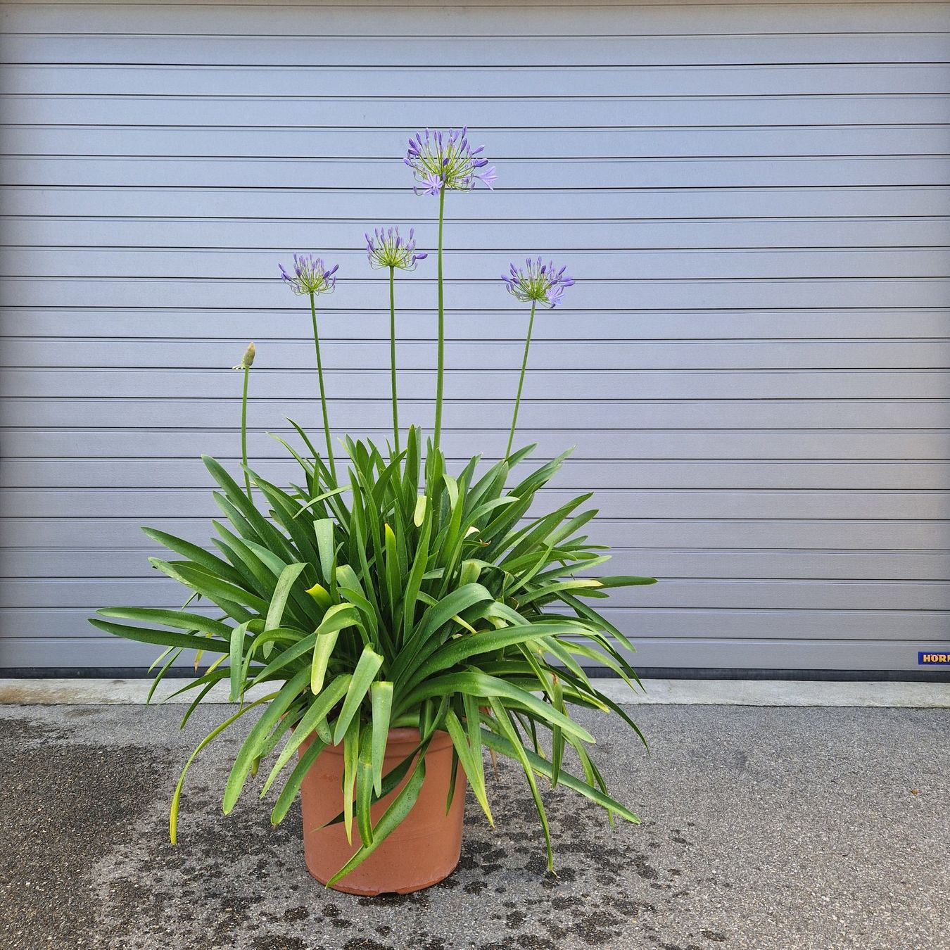 Pflanzen & Samen: Schmucklilie -  Agapanthus – Neu (gemäss Beschreibung) aus Wolfwil von Gardenprof