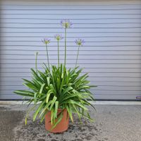 Schmucklilie -  Agapanthus