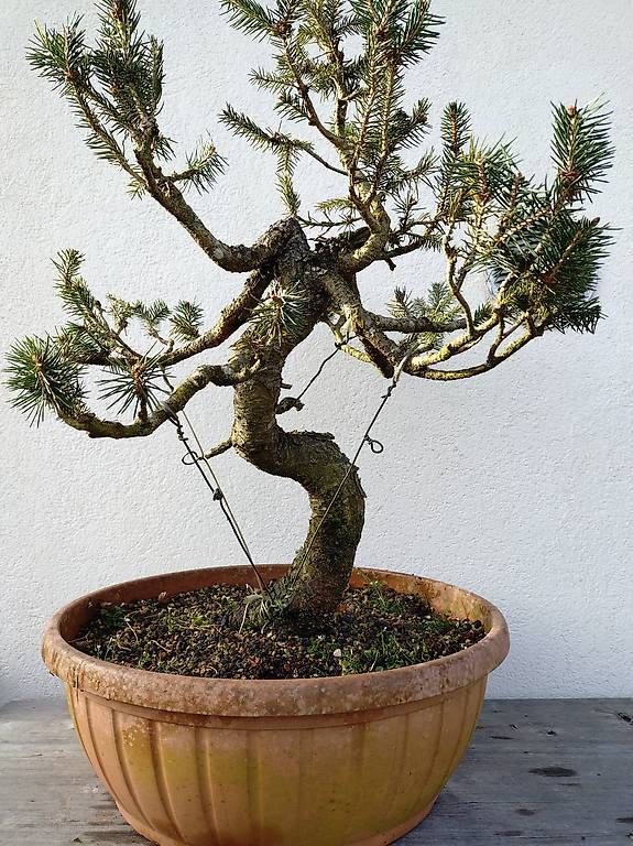 Plantes & graines: Bonsai – D'occasion à Walterswil SO par som_jbd7