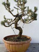 Bonsai