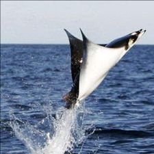 Profile image of Mantafisch1
