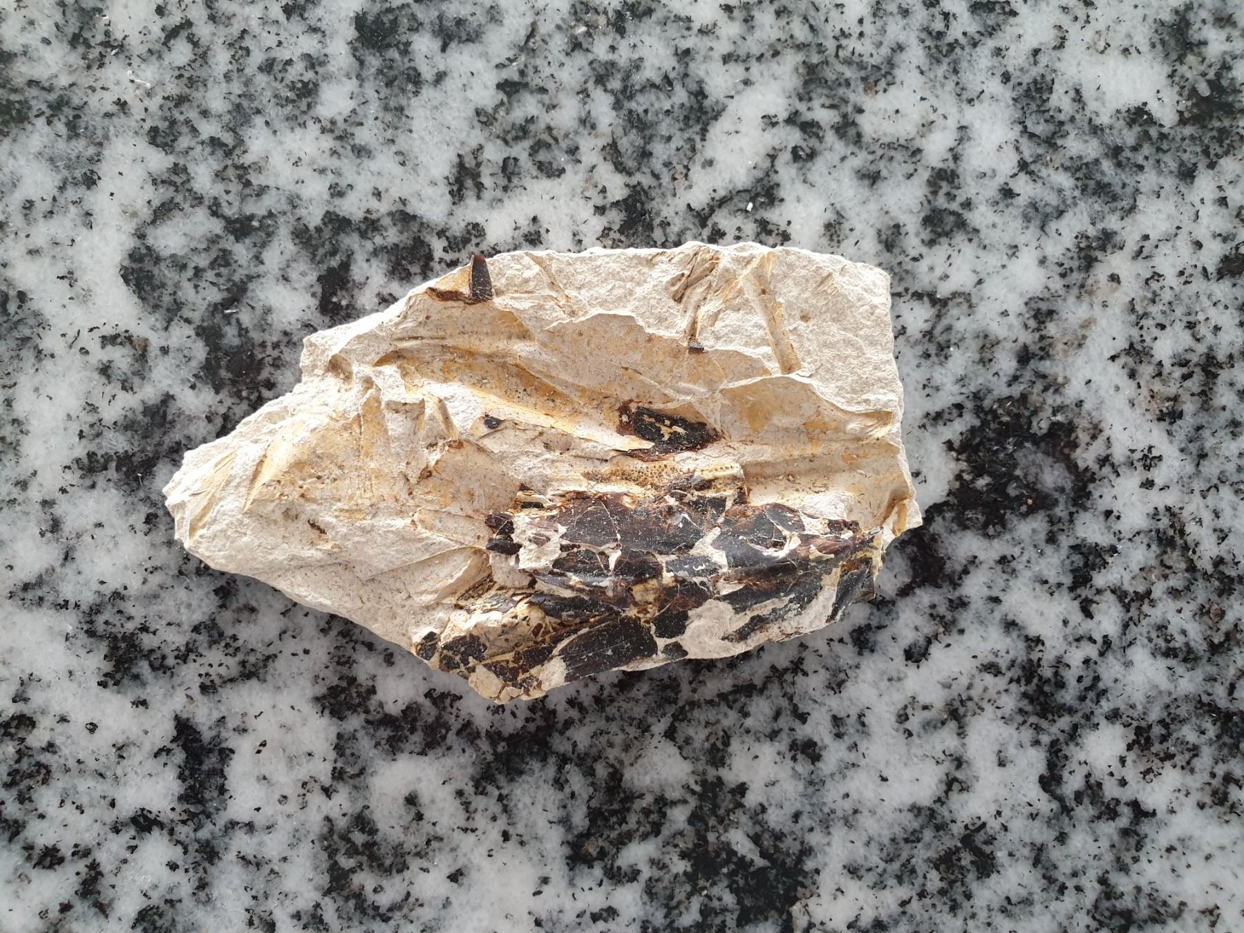 Fossili: Versteinerungen – Usato da Wald ZH venduto da Walder8636 3