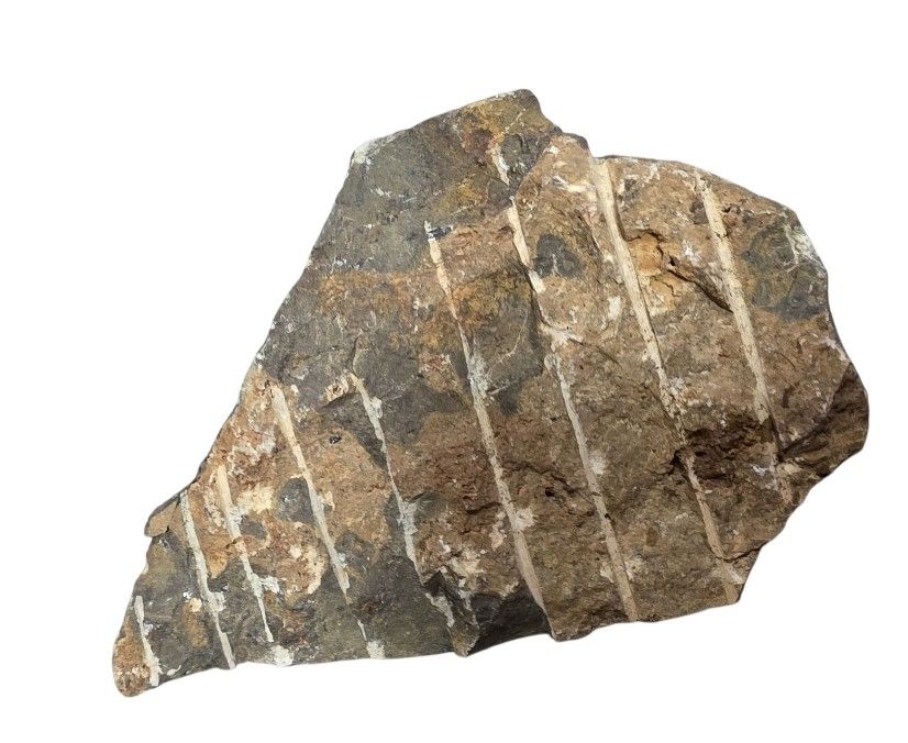 Fossilien: Fossile Ammonite – Gebraucht aus Vernier von 19pigments 2