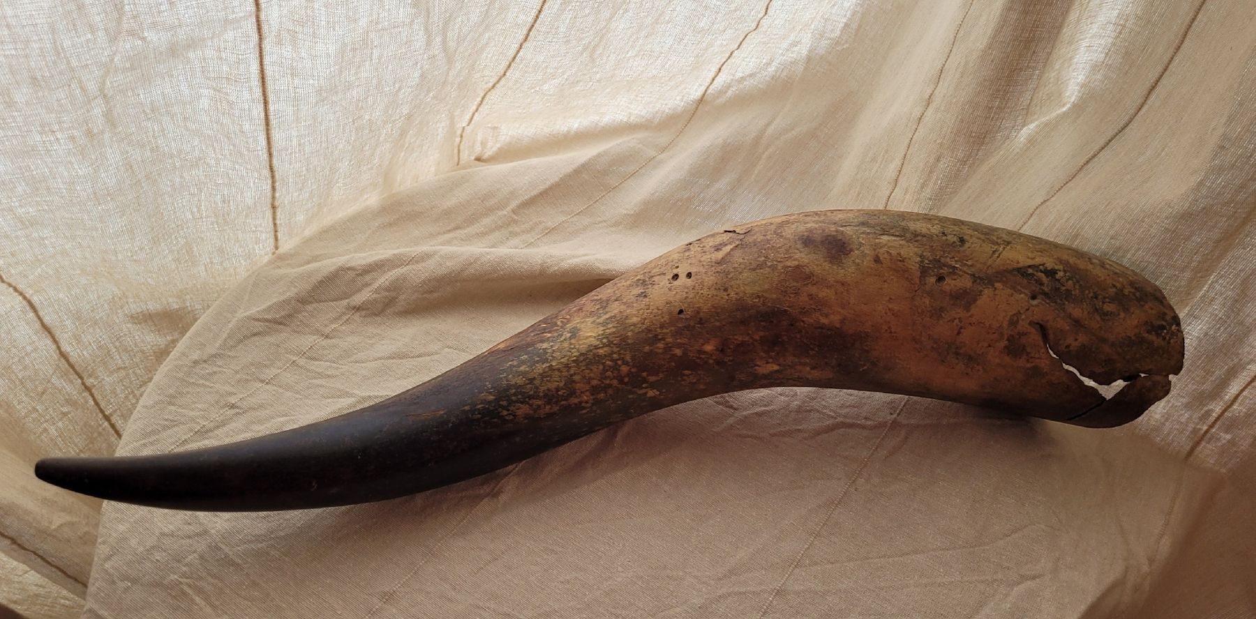Tutte le decorazioni: Ancienne corne – Usato da Vevey venduto da lba_dd82