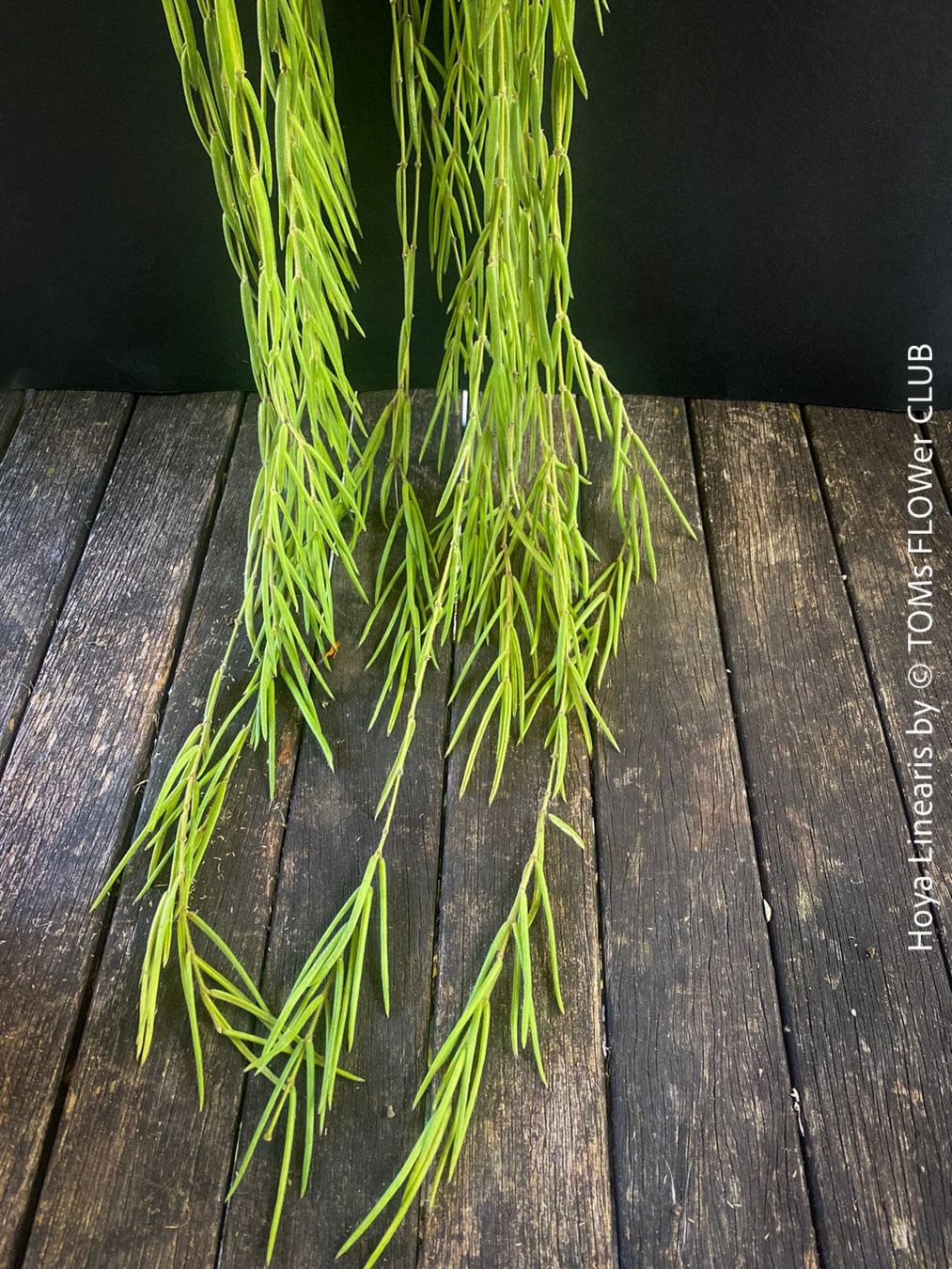 Piante & sementi: Hoya Linearis - leicht und sehr elegant – Nuovo e nell'imballaggio originale da Adliswil venduto da TAKEYOURPLANT 9
