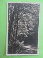 Ansichtskarte Waldweg, Phot. J. Gabriell, Thalwil