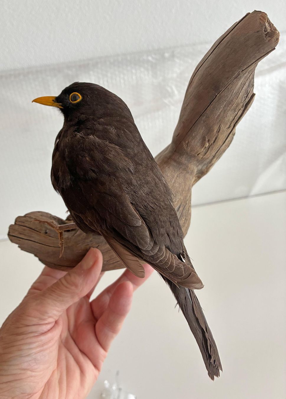Il mondo degli animali: Liebevolle Amsel-Präparat – Usato da Bäretswil venduto da robsonantik 4