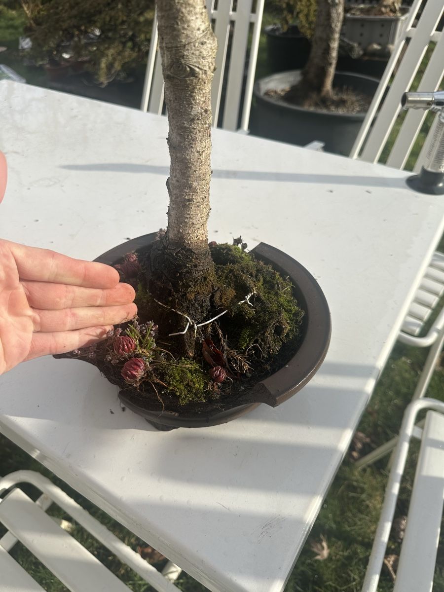 bonsai substrat kiryu Kiryu Zuna Ideal Substrate For Bonsai And Succulents  Urban Gardening Mom