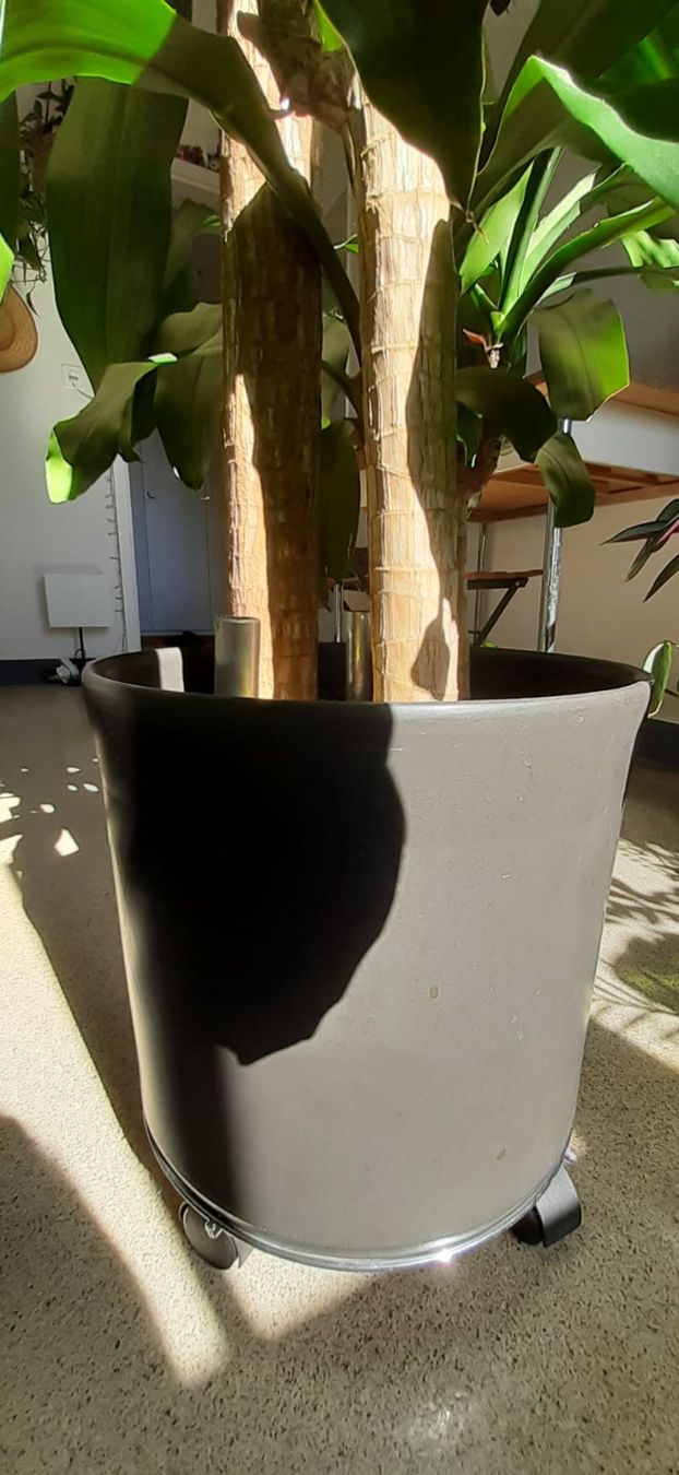 Plantes & graines: Schöne Palme \ Pflanze – D'occasion à Emmenbrücke par Aya 2