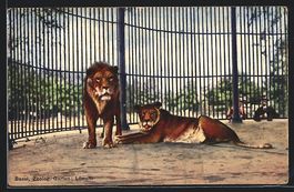AK Basel, Zoologischer Garten, Löwen