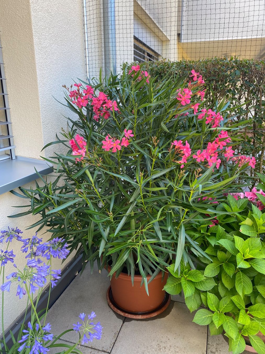 Piante & sementi: Oleander pink-rosa, Höhe 155 cm – Nuovo (secondo la descrizione) da Alchenflüh venduto da smart-