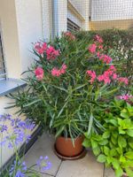 Oleander rosa, Höhe 155 cm