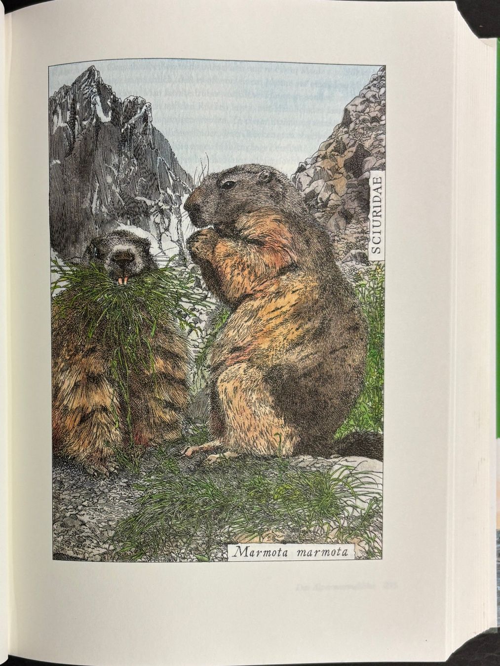 Libri: Brehm Alfred E., Brehms Tierleben - Die schönsten Tiergeschi – Usato da Sarnen venduto da Livres 8