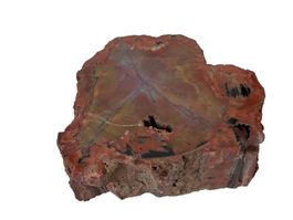 Petrified wood, Holbrook, Arizona, 19th century, ex. Foote