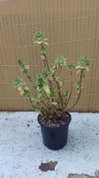 Jamaika-Thymian/Kubanischer Oregano Plectranthus amboinicus