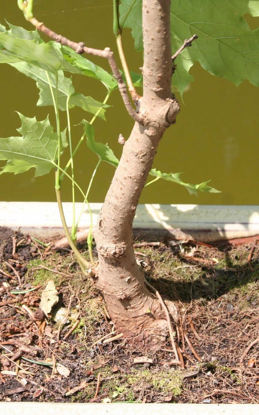 Pflanzen & Samen: BONSAI  -  Spitzahorn – Gebraucht aus Gretzenbach von Sikim 2