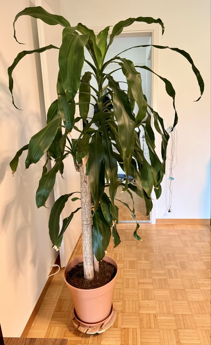 Piante & sementi: Drachenbaum (Dracaena fragrans) – Usato da Kriens venduto da Genschi 2