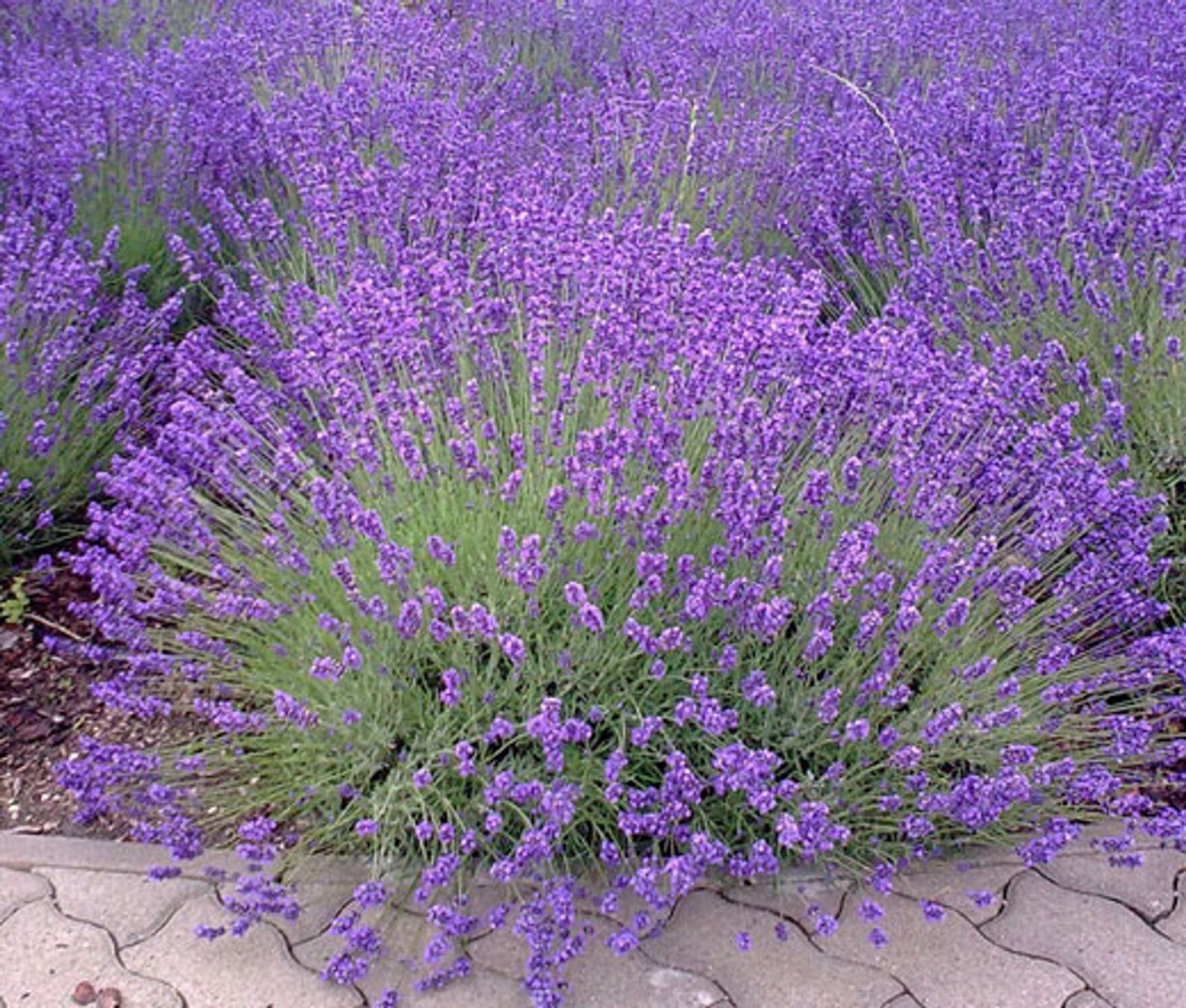 Aliments & Spécialités: Lavendel Urner Oberland – Neuf avec emballage d'origine à Gurtnellen par AlexandraB51