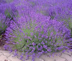 Lavendel Urner Oberland