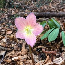 Profile image of Blume113