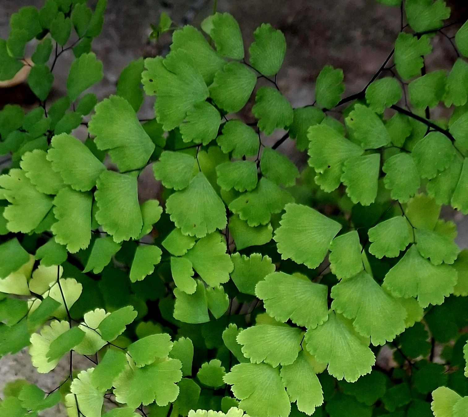 Piante & sementi: JUNGFERNHAAR oder ADIANTUM 20-30 cm dekorative Gartenpflanze – Nuovo e nell'imballaggio originale da Rovio venduto da POSITIFFARTandPLANTS 1