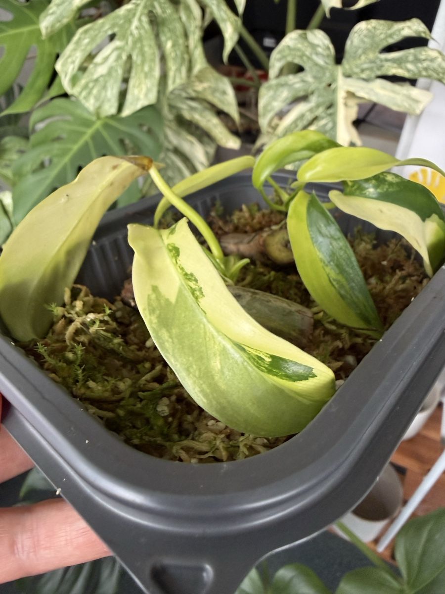 Piante & sementi: Philodendron Florida Beauty  – Usato da Morlon venduto da lucius.greenery 2