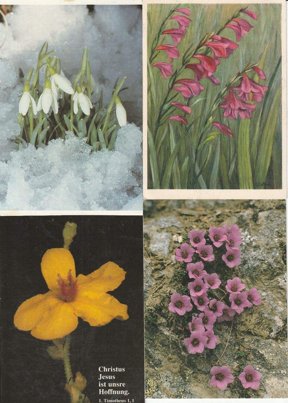 Cartoline postali: 40 Schöne Blummenkarten – Usato da Lumbrein venduto da made02 9