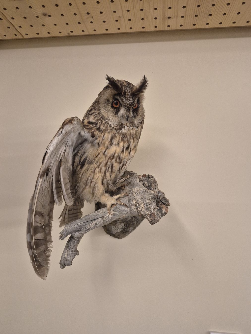 Welt der Tiere: Waldohreule – Gebraucht aus Flums von TheNorthMan