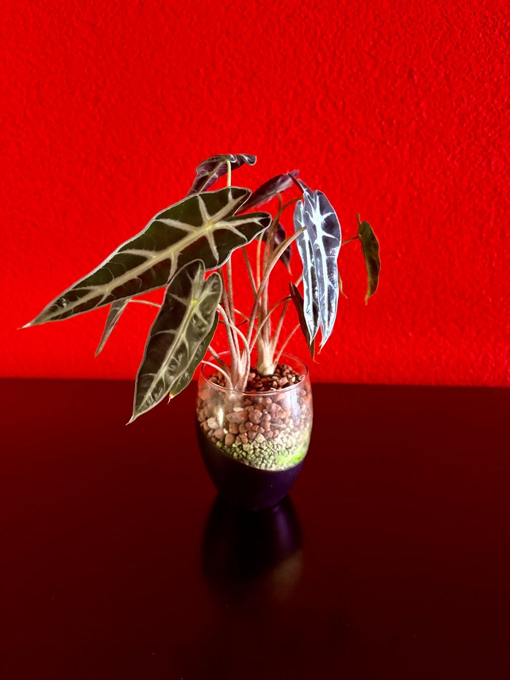 Piante & sementi: Alocasia Polly – Nuovo (secondo la descrizione) da Erlinsbach SO venduto da sofieee