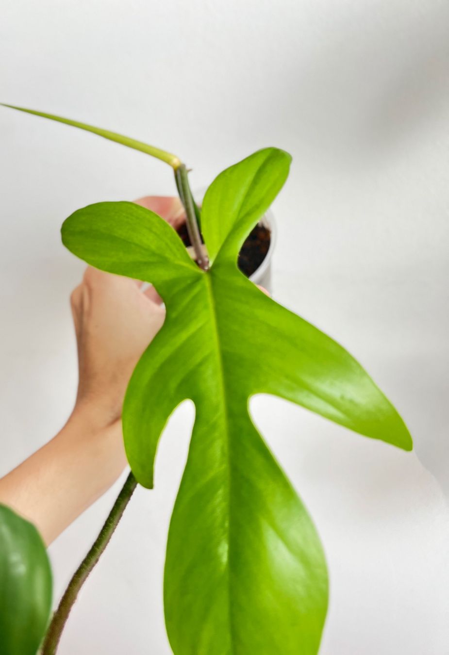Pflanzen & Samen: Philodendron Florida Ghost🔥 – Gebraucht aus Glattpark(Opfikon) von ste_n99y 1