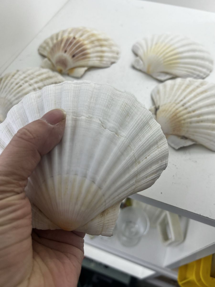 Fossilien: 6 riesige Muscheln – Gebraucht aus Wettingen von NickInc 2