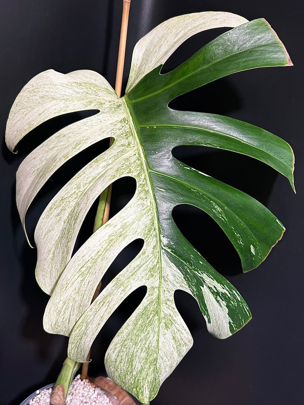 ULTRA RARE MONSTERA JUNGLE MINT NoID STUNNING HALFMOON (Gebraucht) in  Giubiasco fr CHF 199  mit Lieferung auf Ricardo kaufen