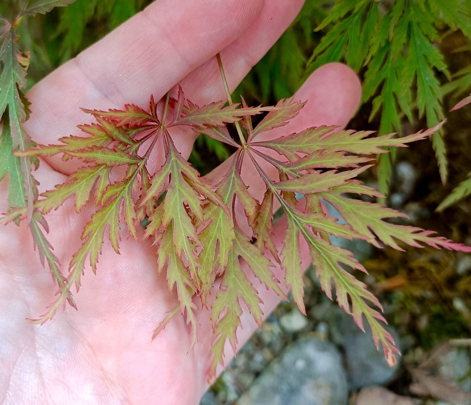 Piante & sementi: Acer palmatum 'Firecracker' PBR🔥 eine farbintensive Sorte🍁 – Usato da Sitterdorf venduto da imsis 5
