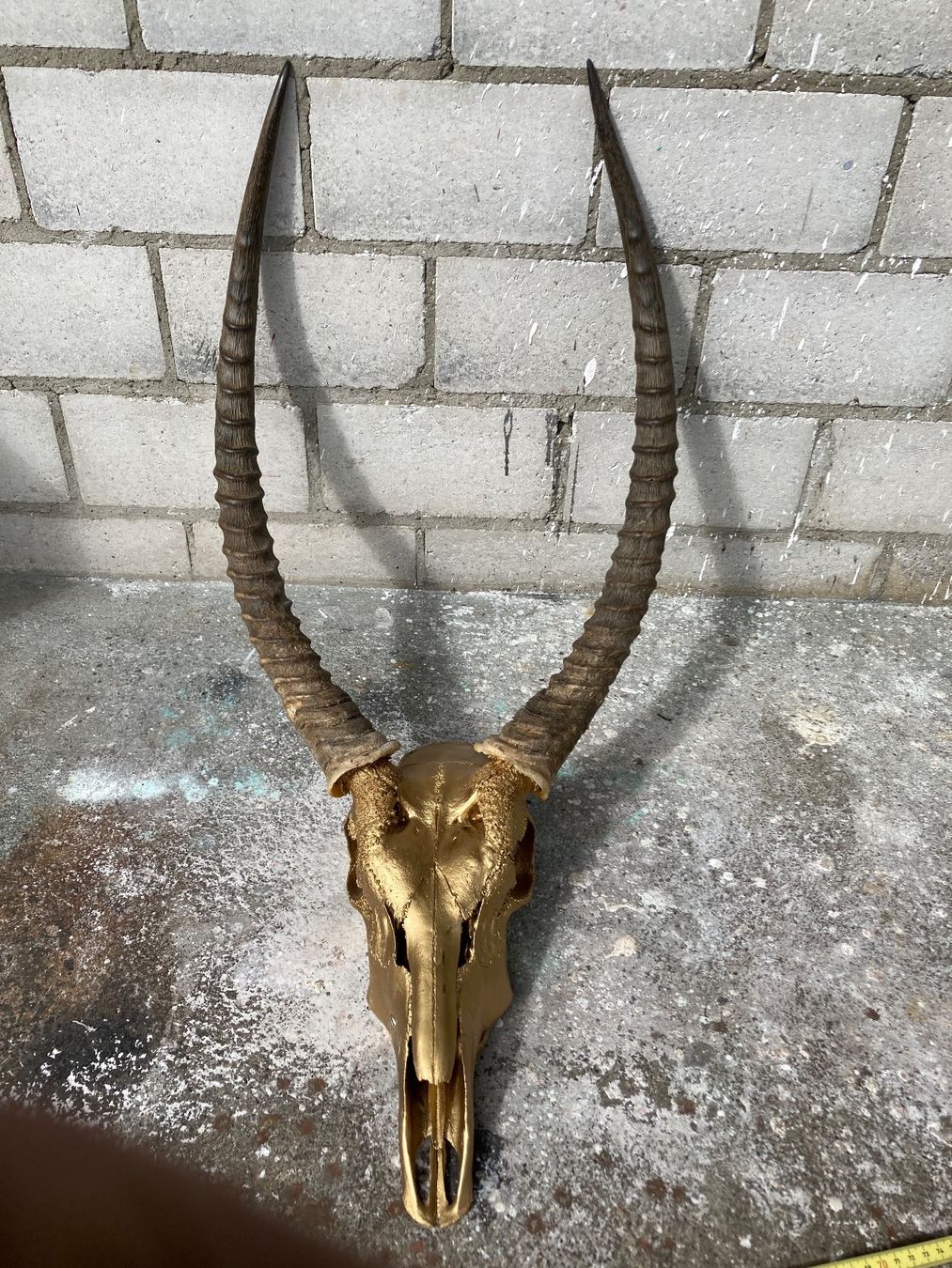 Il mondo degli animali: Wasserbock Trophäe 2 – Usato da Grosswangen venduto da arum01