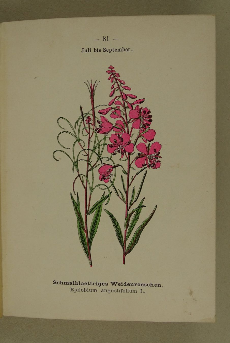 Libri: BOTANISCHER TASCHENATLAS 1900 – Usato da Grüningen venduto da Kartensammler 6