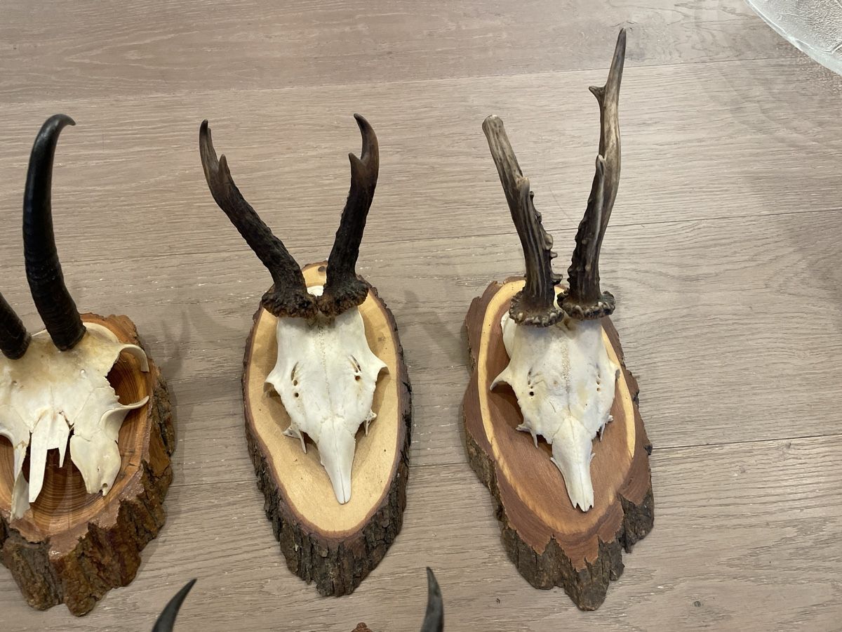 Il mondo degli animali: Geweih - Unikat - 5 Stk – Usato da Uitikon Waldegg venduto da sch_68vz 3