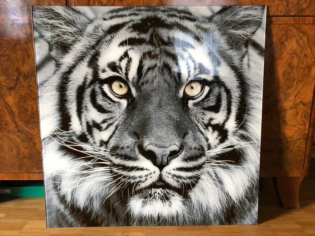 Poster & Bilder: Glasbild von Kare Tiger 80 x 80 cm – Gebraucht aus Zürich von nickee888