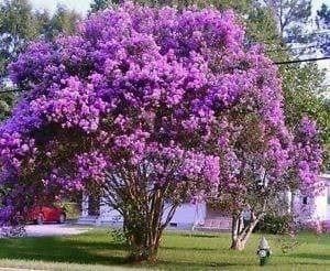 Piante & sementi: Lilas d'été violet 2x 15-20cm – Nuovo (secondo la descrizione) da Bremblens venduto da FIBONACCI369 1