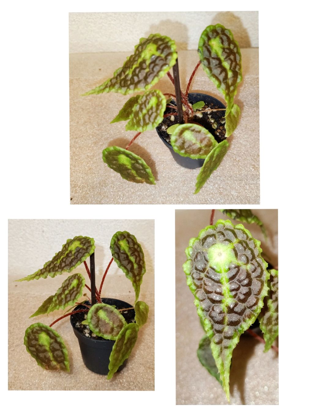 Begonia microsperma x staudtii ( U 690 ) (Neu (gemäss Beschreibung)) in ...
