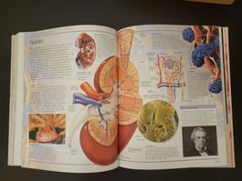 Das grosse Lexikon Der Mensch DK Verlag Universität, Medizin