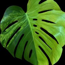 Profile image of lucius.greenery