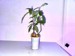 Two Avocado trees in one pot (siblings or couple)