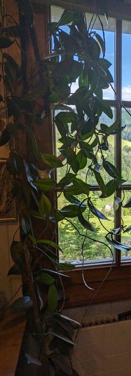 Hoya Pflanze Samen 200 Stück - Wachsblume Porzellanblume Zimmerpflanze