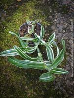 Murdannia Loriformis Albo Variegata - Schönheit in GrünWeiss
