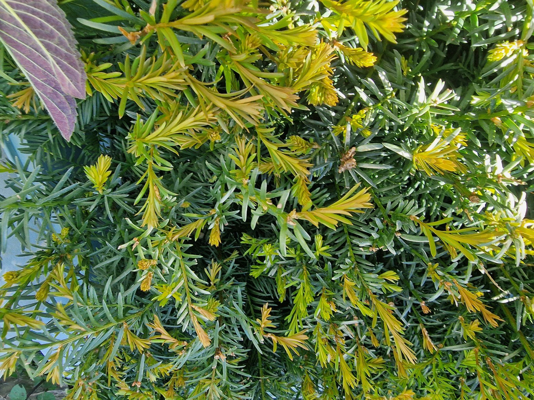 Pflanzen & Samen: Eibe Taxus baccata – Neu (gemäss Beschreibung) aus Uerkheim von Justi.y 9