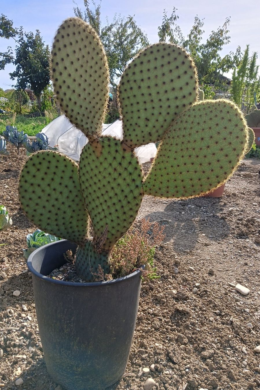 Pflanzen & Samen: Grosse Opuntia Scheeri – Neu (gemäss Beschreibung) aus Augst BL von bet_5ljf